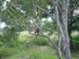 Scary Green Spider on Web.jpg
